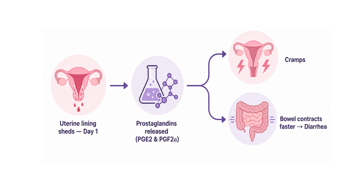 Diagram showing how prostaglandins released during menstruation cause both uterine cramps and bowel contractions