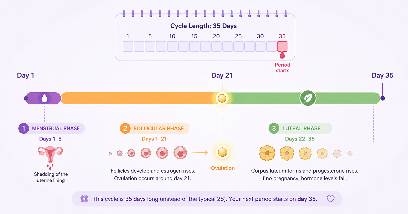 Late ovulation cycle timeline delayed ovulation causes and TTC impact