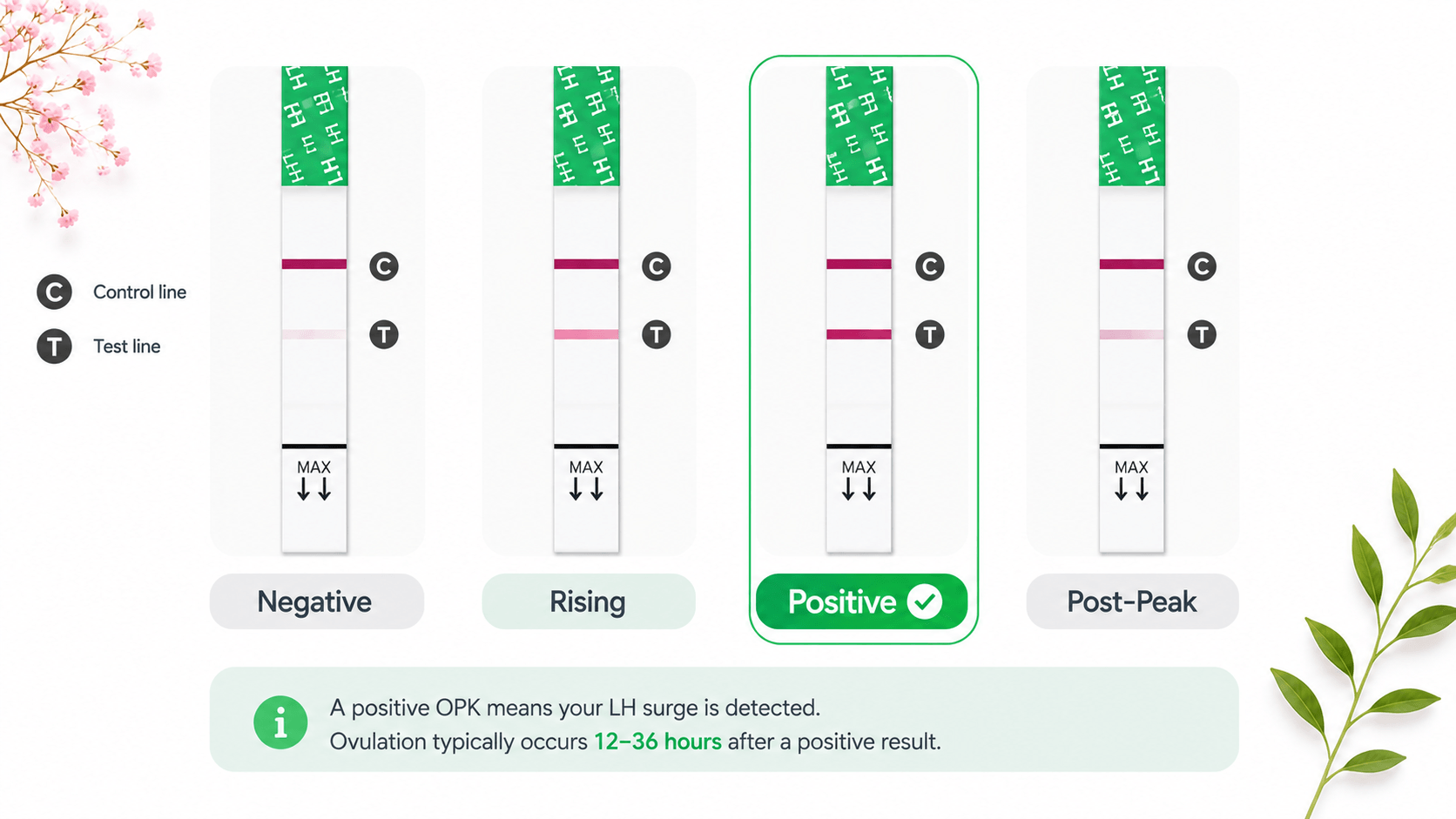 How to use OPK ovulation predictor kit — reading positive vs negative results